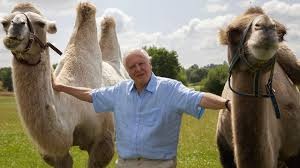 Sir David with camels